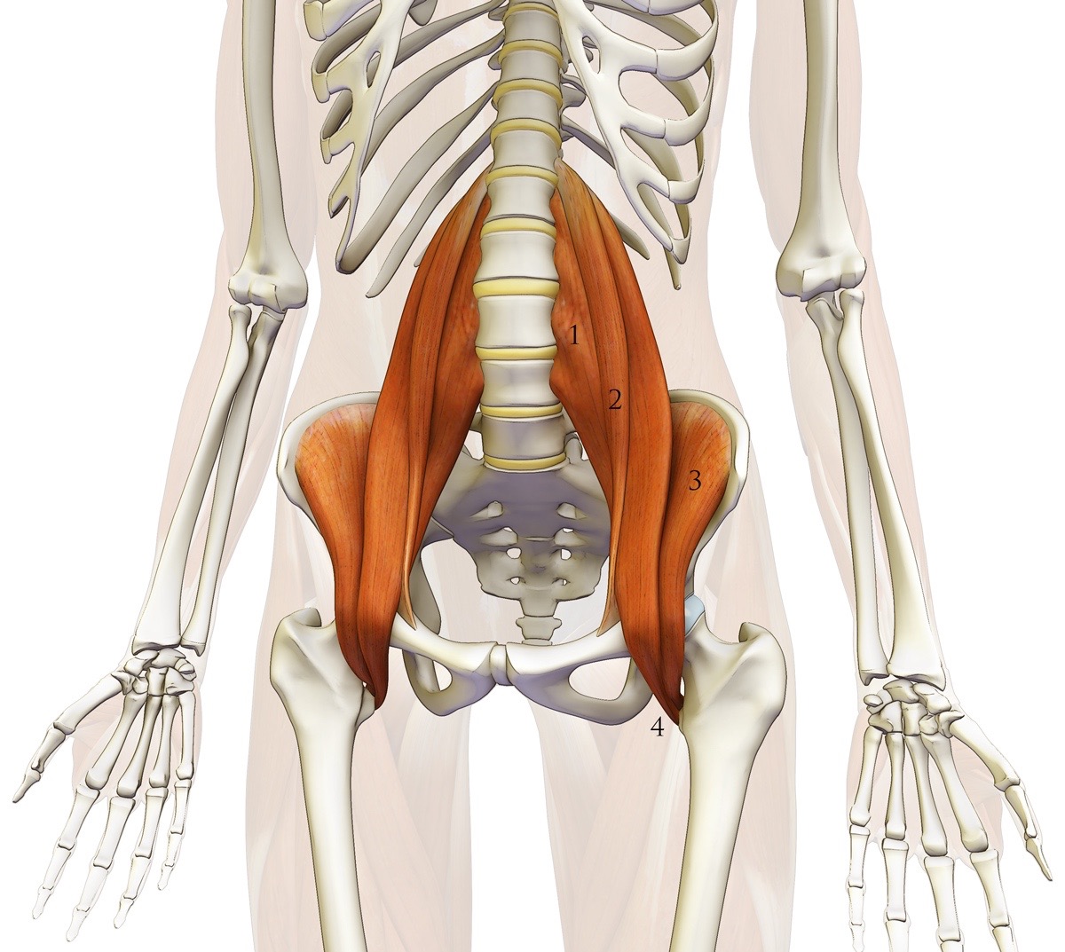 Mal de dos, psoas, piriforme et douleurs sacro-iliaques : comment ...