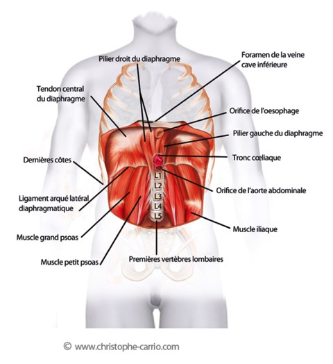 Diaphragme-carrio